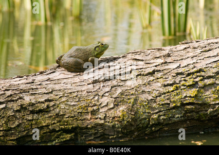 Amerikanischer Ochsenfrosch auf Baumstamm Stockfoto