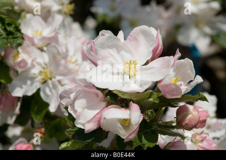 Blühender Apfelbaum in einem Obstgarten Stockfoto