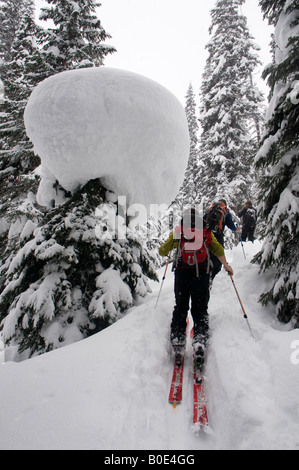 Backcountry Skifahrer häuten sich des Weges vorbei an einem riesigen Baum Bombe, Grizzly Schulter, Rogers Pass, British Columbia, Kanada Stockfoto