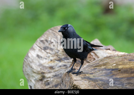 Dohle Corvus Monedula Vogel Stockfoto