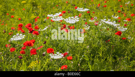 Wilder Mohn blühen im Feld Stockfoto