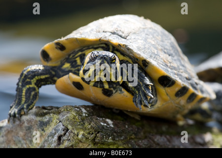 Yellow-Bellied Slider Sumpfschildkröte ist Scripta Scripta Stockfoto