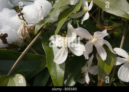 Clematis Montana in Blüte mit Schnee drauf Stockfoto