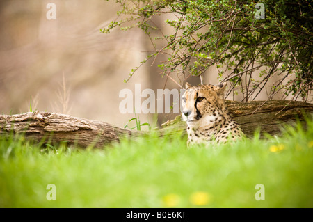 Gepard auf Hügel Stockfoto