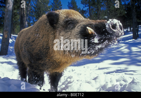 Wildschwein (Sus Scrofa) - Frankreich - schließen - im Schnee Stockfoto