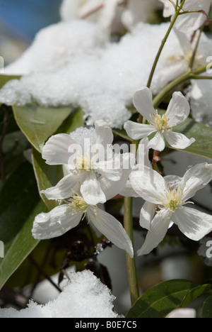 Clematis Montana in Blüte mit Schnee drauf Stockfoto