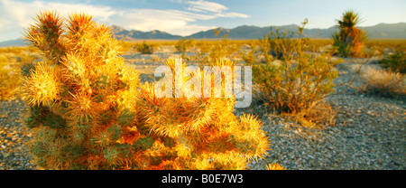 Cholla Cactus bei Sonnenuntergang, Humbolt - Toiyabe National Forest, Nevada Stockfoto