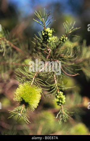 Einheimische australische Flaschenbürste Callistemon mit gelben Blumen ...