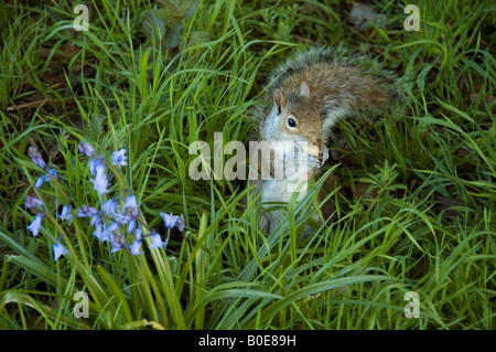 Malerische Frühjahr Szene in Großstadt des Grauhörnchens Essen Mutter sitzen die Glockenblumen, Hyde Park, London, England, UK Stockfoto