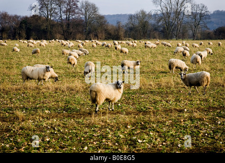 Schafe grasen auf Feldern in der Nähe von Medmenham, Buckinghamshire, England. Stockfoto