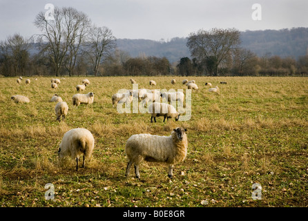 Schafe grasen auf Feldern in der Nähe von Medmenham, Buckinghamshire, England. Stockfoto