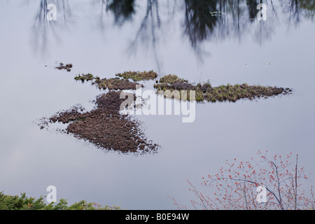 Gräser auf dem Wasser Muskoka, Ontario, Kanada Stockfoto