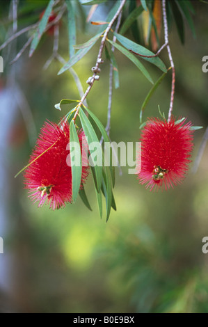 Zylinderputzer Bottlebrush Pflanze in Blüte Stockfoto