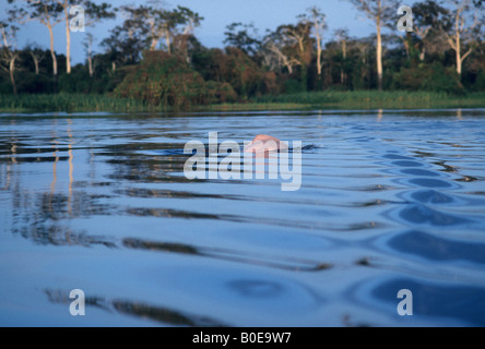 Ein rosa Delfin Oberflächen kurz in den überfluteten Wald (Varzea) im Amazonas in der Nähe von Silves im Bundesstaat Amazonas Stockfoto