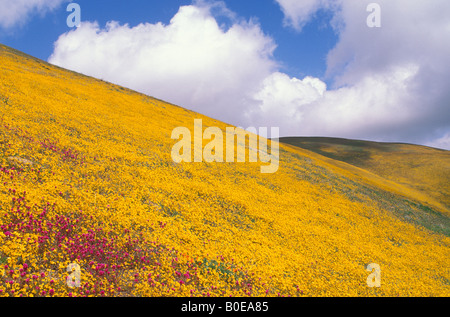 Goldfield und Eulen Klee Verkleidung Hügel in den Tehachapi Mountains Angeles National Forest Kalifornien Stockfoto