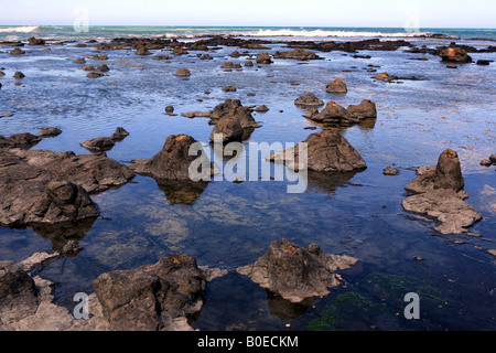 Curio Bay Haere Mai Strand zeigt versteinerte Wald bleibt der Catlins Panoramafahrt Südinsel Neuseeland Stockfoto