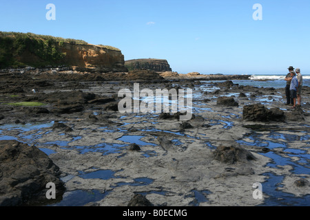 Curio Bay Haere Mai Strand zeigt versteinerte Wald bleibt der Catlins Panoramafahrt Südinsel Neuseeland Stockfoto