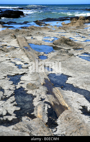 Curio Bay Haere Mai Strand zeigt versteinerte Wald bleibt der Catlins Panoramafahrt Südinsel Neuseeland Stockfoto