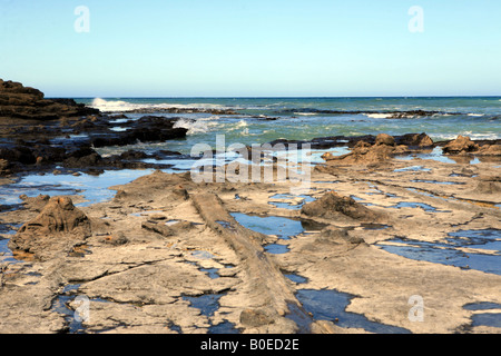 Curio Bay Haere Mai Strand zeigt versteinerte Wald bleibt der Catlins Panoramafahrt Südinsel Neuseeland Stockfoto