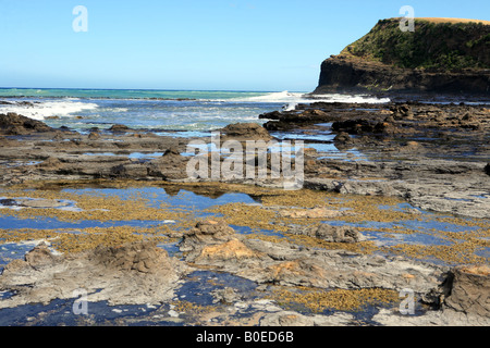 Curio Bay Haere Mai Strand zeigt versteinerte Wald bleibt der Catlins Panoramafahrt Südinsel Neuseeland Stockfoto