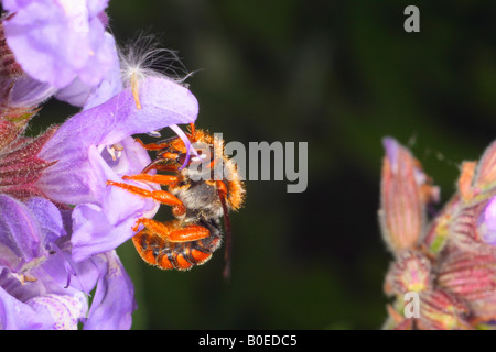 Gepunktete Rotharzbiene, Rhodanthidium sticticum. Nektar auf Salvia-Blüten sammeln Stockfoto