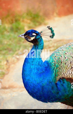 Ein Pfau Nahaufnahme Stockfoto