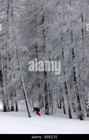 Snowboarder Fahrten abseits der Piste durch hohen Pinien. Stockfoto