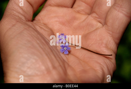 Ein Stamm von zwei blühende "Holz vergessen - mich-nicht". (Myosotis Sylvatica) liegen in der Handfläche einer Hand. Stockfoto