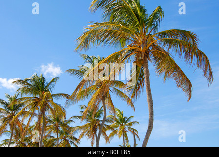 Palmen und blauer Himmel Stockfoto