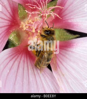 Honigbiene Apis Mellifera besuchen eine rosa Lavatera-Blume Stockfoto