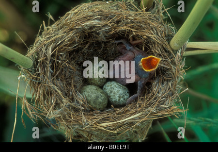 Gemeinsamen Kuckuck Küken (Cuculus Canorus) in Reed Warbler Nest darauf warten, gefüttert werden - UK Stockfoto