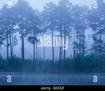 Kiefern im Nebel entlang Marathon Lake, Bienville National Forest, Mississippi Stockfoto