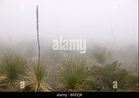 Sotol und Nebel in Walnut Canyon, Carlsbad Caverns National Park, New-Mexico Stockfoto