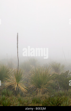 Sotol und Nebel in Walnut Canyon, Carlsbad Caverns National Park, New-Mexico Stockfoto