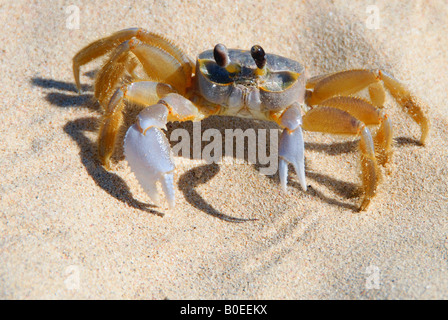 Eine Krabbe am Strand Stockfoto