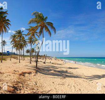 Palmen am Strand von Playa del Este Havanna Kuba Stockfoto