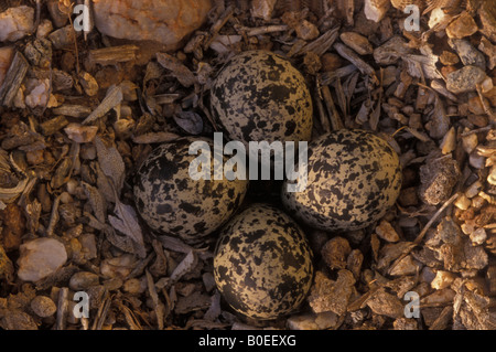 Killdeer Eiern im Nest (Charadrius Vociferus) - Sonora-Wüste Arizona USA - nistet auf Freiland in der Regel auf Schotter Stockfoto