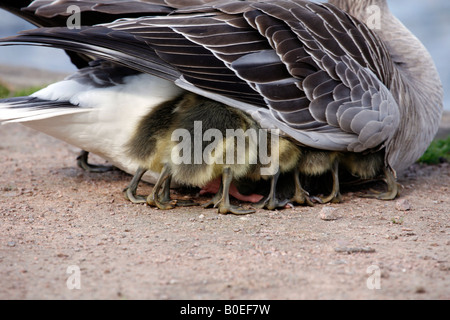 Graugans Gans Anser Anser und Gänsel Stockfoto