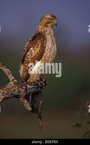 Rot - angebundener Falke (Buteo Jamaicensis) Perched - Texas - USA Stockfoto