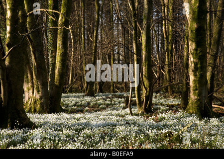 Teppich von Schneeglöckchen in einem Waldgebiet Stockfoto