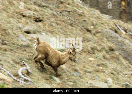 Stambecco Bouquetin laufen laufen männliche junge juvenile Giovane Capra Ibex Corre Maschio Montagna Valnoney Cogne Parco Nazionale Gra Stockfoto