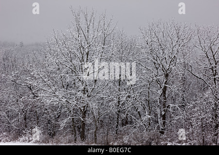 Bäume mit Schnee - bedeckt Upstate New York - USA Stockfoto