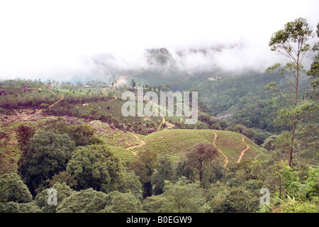 Weitläufige Teeplantagen auf Nebel bekleideten hügelige Pisten der Western Ghats Straße nach Pothamedu Ansicht Punkt Munnar Kerala Indien Stockfoto