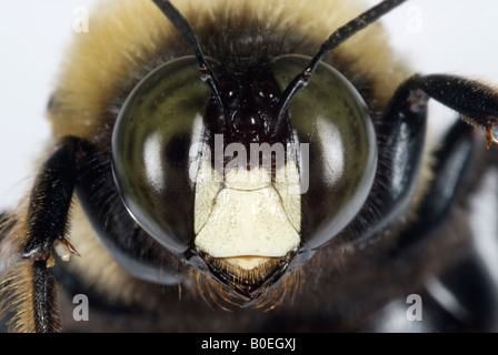 Männliche östlichen Holzbiene Xylocopa virginica Stockfoto