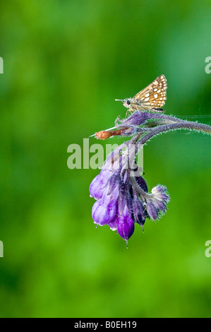 Karierte Skipper (Carterocephalus Palaemon) Beinwell gehockt Stockfoto