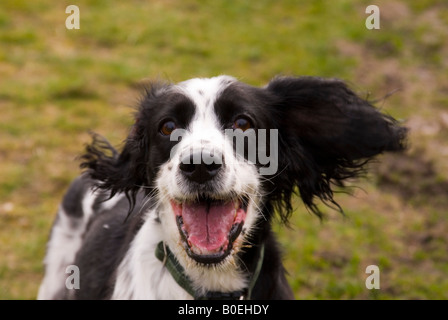 Ein schwarzer & weißen English Springer Spaniel Hund in Großbritannien Stockfoto