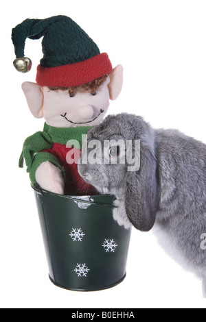 Süße Weihnachten grauen Mini lop Baby Hase Stockfoto