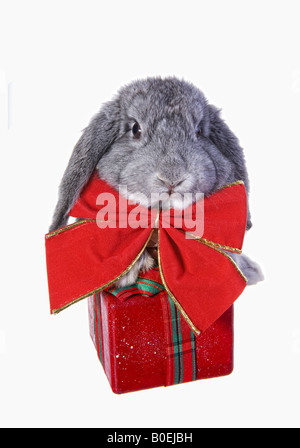 Süße Weihnachten grauen Mini lop Baby Hase tragen großen roten Schleife isoliert auf weißem Hintergrund Stockfoto