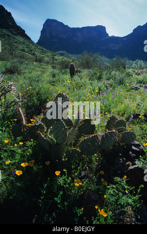 Feigenkaktus, Mohn, Lupine, Picacho Peak State Park, Arizona USA Stockfoto