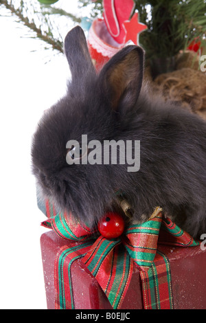 Niedlichen schwarzen pelzigen Häschen Kaninchen auf roten Geschenk unter dem Weihnachtsbaum Stockfoto
